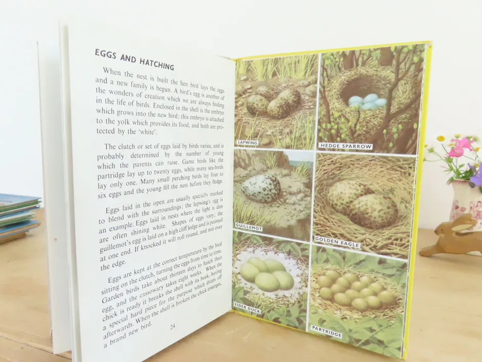 Cottontails Baby Vintage|VINTAGE Ladybird book - Birds and How They Live (1969)