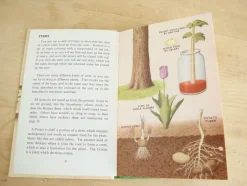 Cottontails Baby Vintage|VINTAGE Ladybird book - Plants and how they Grow (c. 1971)