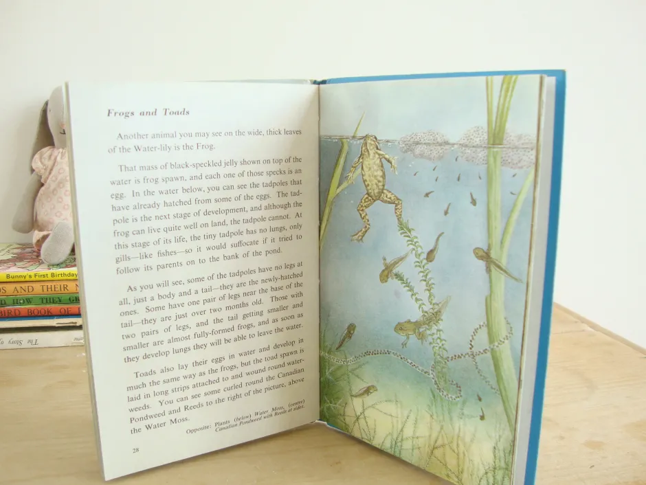 Cottontails Baby Vintage|VINTAGE Ladybird book - Pond Life (1966)