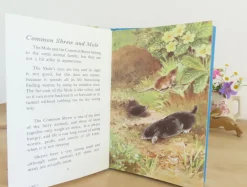 Cottontails Baby Vintage|VINTAGE Ladybird book - British Wild Animals (1971)