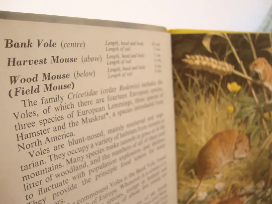 Cottontails Baby Vintage|VINTAGE Ladybird book - European Mammals (early 1970s)